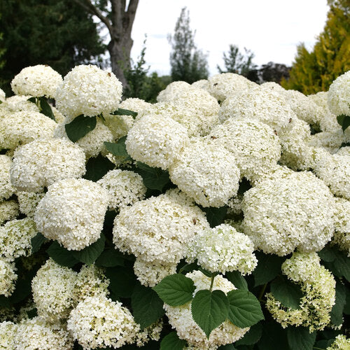 Hydrangea Arborescens 'Incrediball Storm Proof™'