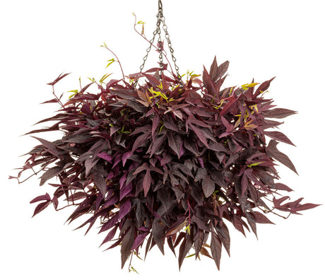 Ipomoea batatas 'Sweet Caroline Upside™ Black Coffee' in hanging basket