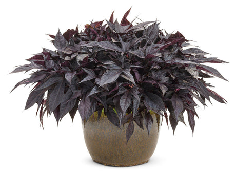 Ipomoea batatas Proven Accents® Sweet Caroline Raven™ in decorative pot