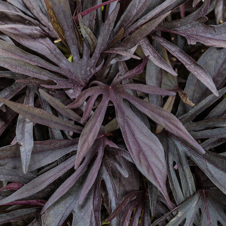 Close-up of purple leaves with a dark background
