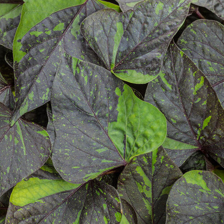 Close-up of dark green and purple leaves with a textured surface