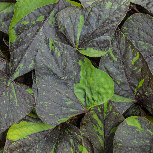Close-up of dark green and purple leaves with a textured surface