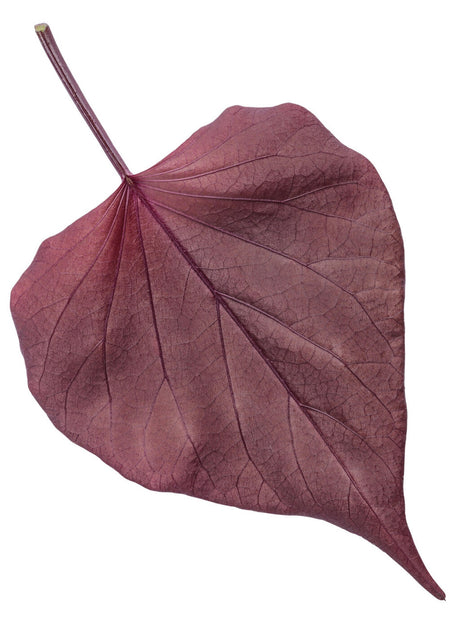 Ipomoea hybrid 'Sweet Caroline Sweetheart Mahogany™' foliage