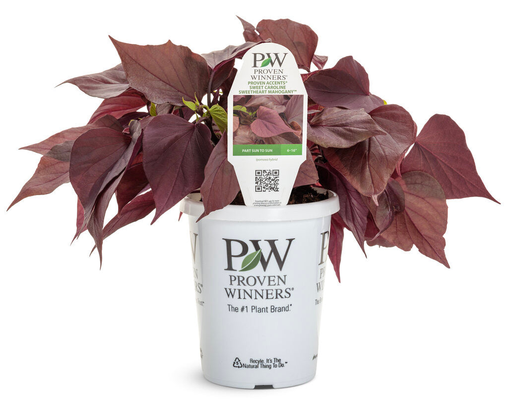 Ipomoea hybrid 'Sweet Caroline Sweetheart Mahogany™' in grower pot