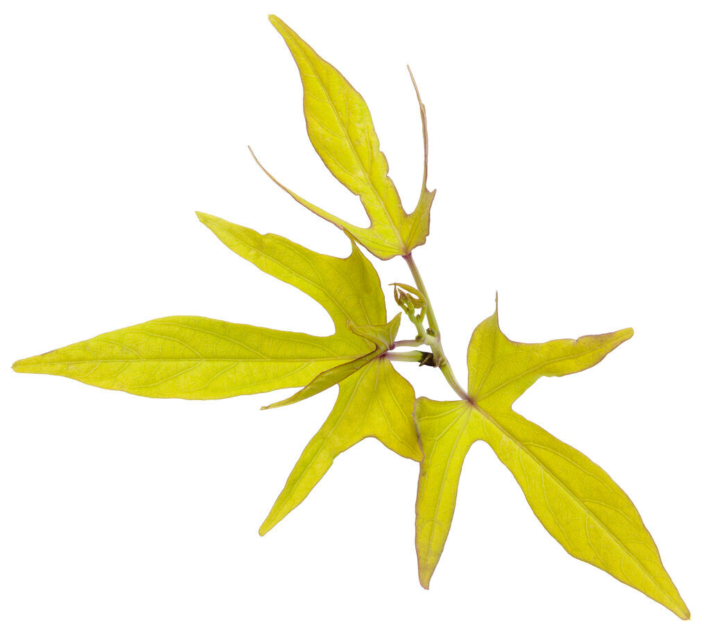Ipomoea batatas 'Sweet Caroline Upside™ Key Lime' leaf