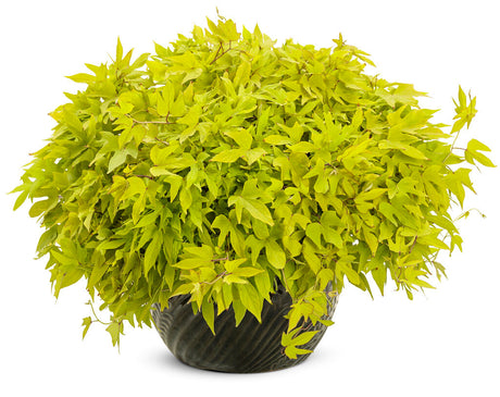 Ipomoea batatas 'Sweet Caroline Upside™ Key Lime' in decorative pot