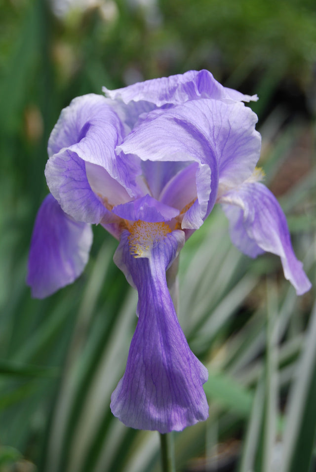 Iris pallida 'Albo Variegata'