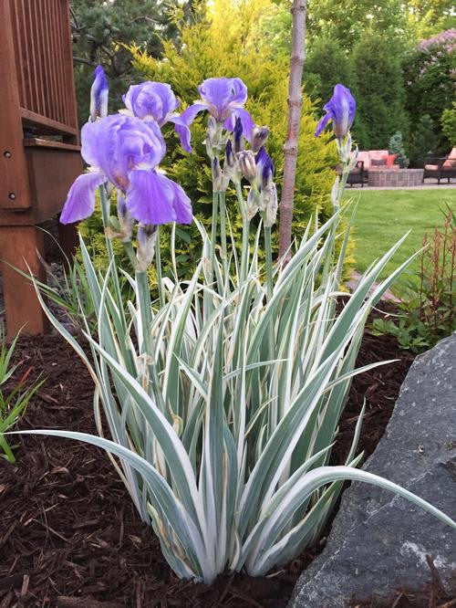 Iris pallida 'Albo Variegata'