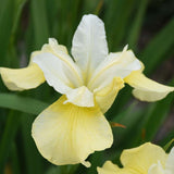 Iris sibirica 'Butter and Sugar' flower