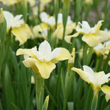 Iris sibirica 'Butter and Sugar'