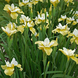 Iris sibirica 'Butter and Sugar'