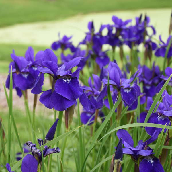 Iris sibirica 'Caesar's Brother'