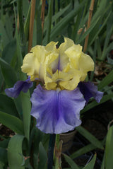 Iris germanica 'Edith Wolford'