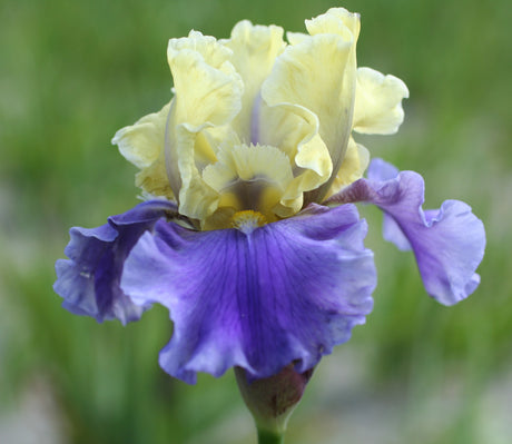 Iris germanica 'Edith Wolford'