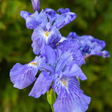 Iris ampliflora 'Ming Treasure'