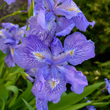 Iris ampliflora 'Ming Treasure'