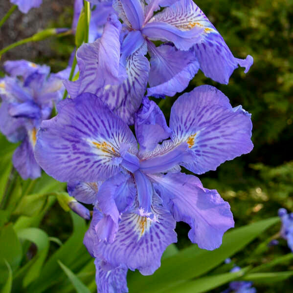 Iris ampliflora 'Ming Treasure'