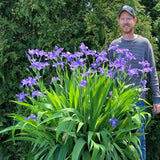 Iris ampliflora 'Ming Treasure'