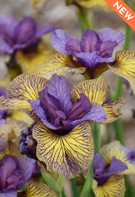 Iris sibirica 'Purring Tiger'