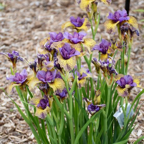 Iris sibirica 'Purring Tiger'