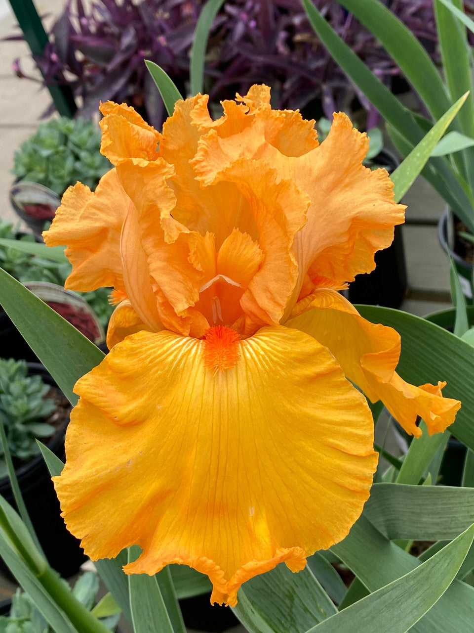 Iris germanica 'Savannah Sunset'