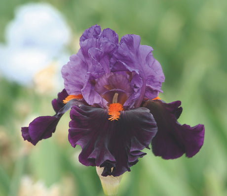 Iris germanica 'Sharp Dressed Man'