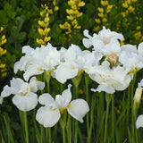 Iris sibirica 'Swans in Flight'