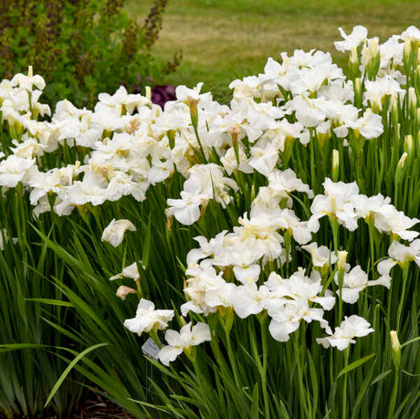 Iris sibirica 'Swans in Flight'