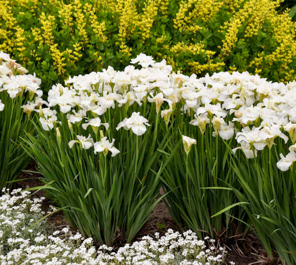 Iris sibirica 'Swans in Flight'