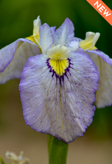 Iris pseudata 'Tsukiyono'