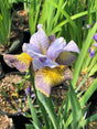 Iris sibirica Peacock Butterfly™ 'Uncorked'