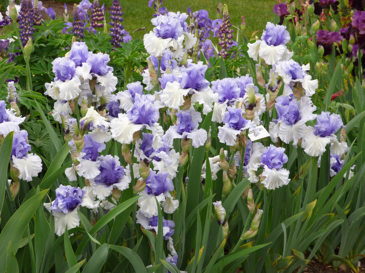 Iris germanica 'Winter Sky'