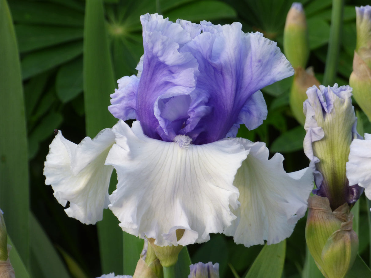 Iris germanica 'Winter Sky'