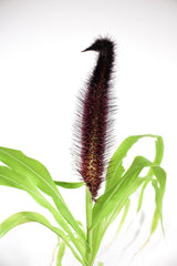 Ornamental Millet 'Jade Princess'