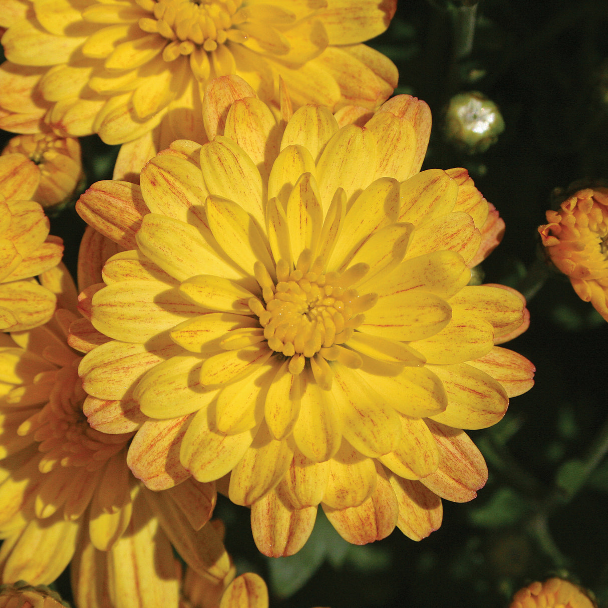 Chrysanthemum 'Jacqueline™ Yellow Improved'