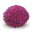 Chrysanthemum 'Belgian Mums® Jasoda Purple'