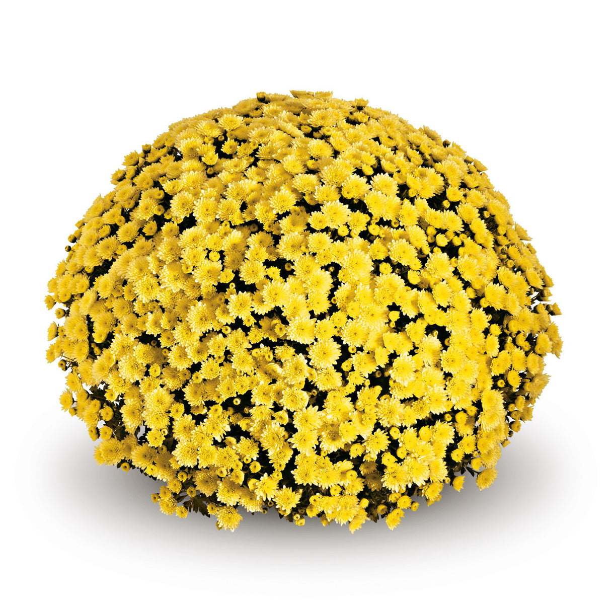 Chrysanthemum 'Belgian Mums® Jasoda Yellow'