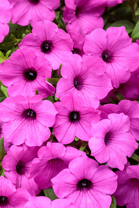 Petunia hybrid 'Supertunia Vista® Jazzberry™'