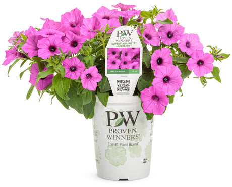 Petunia hybrid 'Supertunia Vista® Jazzberry™' in grower pot