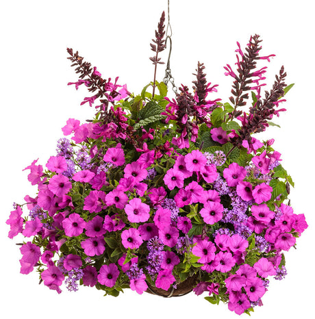 Petunia hybrid 'Supertunia Vista® Jazzberry™' combination