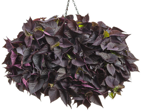 Ipomoea batatas Proven Accents® 'Sweet Caroline Sweetheart Jet Black™' in hanging basket