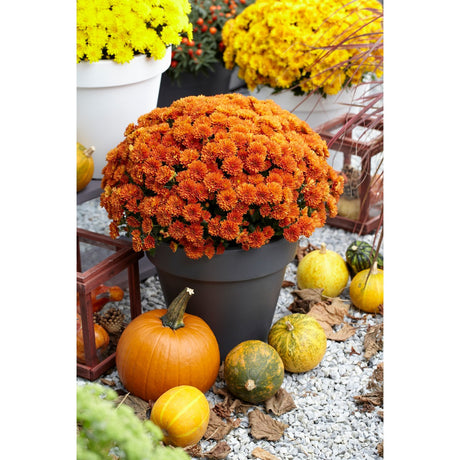 Chrysanthemum 'Vitamum™ Jolly Dark Bronze'