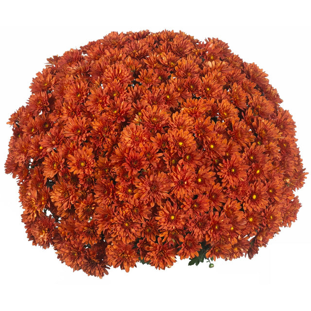 Chrysanthemum 'Vitamum™ Jolly Dark Bronze'