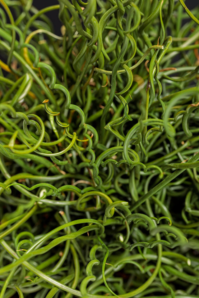 Juncus effusus Graceful Grasses® 'Curly Wurly'