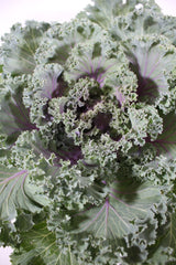 Ornamental Kale 'Kamome Pink' close up