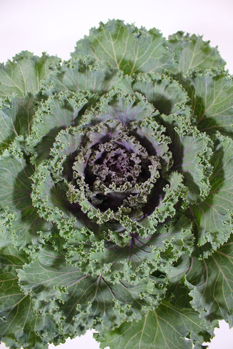 Ornamental Kale 'Kamome Red' close up