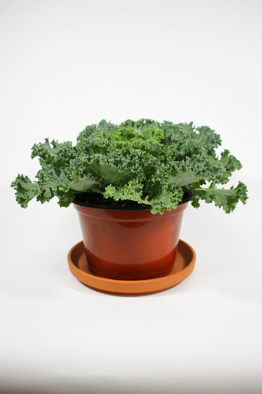 Ornamental Kale 'Kamome White' in 8 inch pot