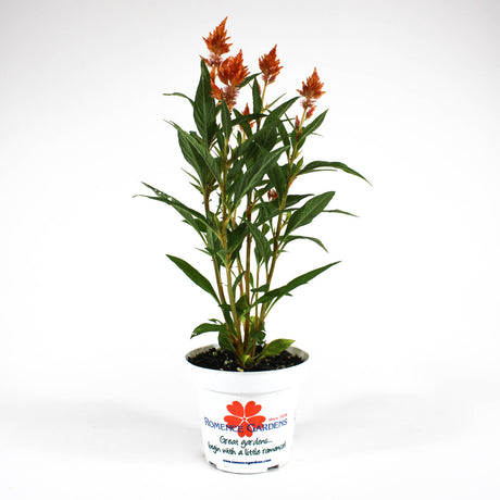 Celosia 'Kelos® Fire Orange' in 4.5" Plastic Pot