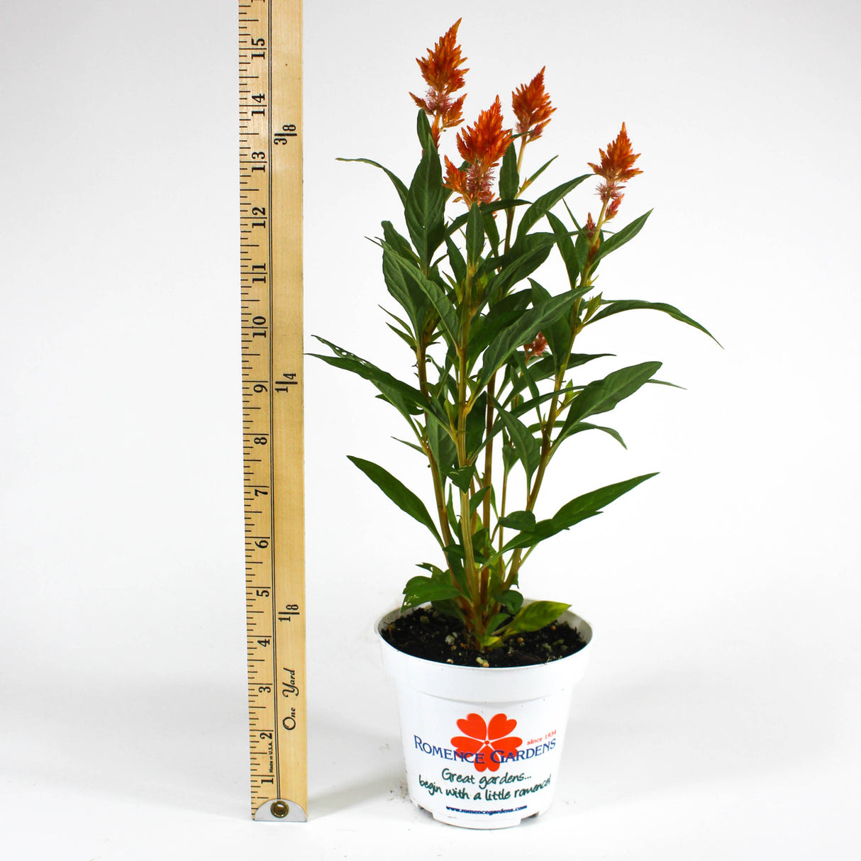 Celosia 'Kelos® Fire Orange' compared to a ruler