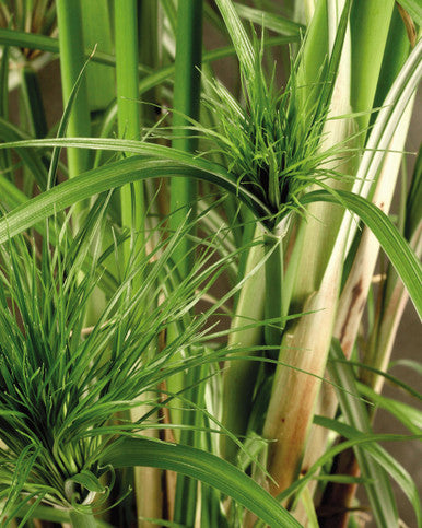 papyrus plant Proven Winners Cyperus papyrus Graceful Grasses 'King Tut '